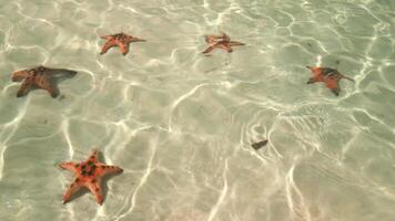 Starfish in the sea on Phu Quoc Island, Vietnam. Close up video