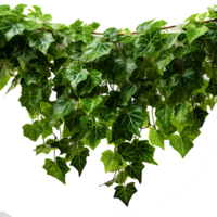 AI generated Green Grape Vine Leaves png