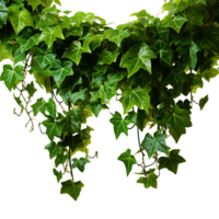 ai généré vert grain de raisin vigne feuilles png