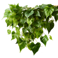 AI generated Green Grape Vine Leaves png