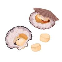 Set of scallop shells, fresh seafood. vector