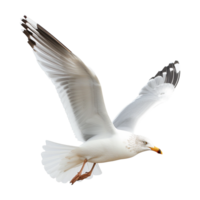 AI generated Flying seagull isolated on transparent background png