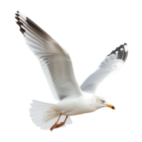 ai généré en volant mouette isolé sur transparent Contexte png