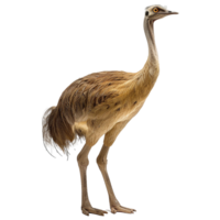 AI generated Pharusrhacos dinosaur isolated on transparent background png