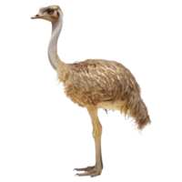 AI generated Pharusrhacos dinosaur isolated on transparent background png