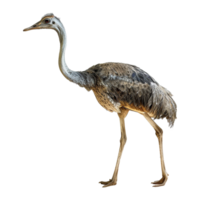 ai genererad pharusrhacos dinosaurie isolerat på transparent bakgrund png