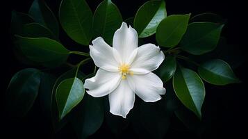 AI generated White Tiare Flower with Raindrops on Petals photo