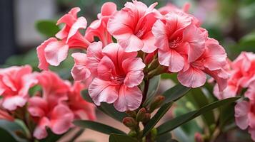 AI generated Close-Up of Pink and White Hibiscus Flowers photo