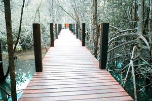 wooden bridge for walkway In the mangrove nature study path forest photo