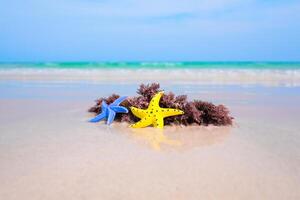 Colorful Starfish and algae on a tropical sand beach photo