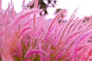 Pink flower blossom on field.selective focus, Beautiful growing and flowers on meadow blooming in sunset background photo