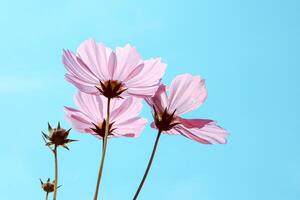 vista de ángulo bajo de plantas florecientes de color rosa pastel contra el cielo azul foto