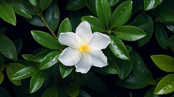 AI generated White Tiare Flower with Raindrops on Petals photo