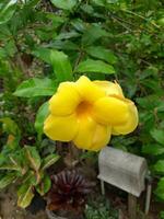 amarillo allamanda flor en el jardín. foto