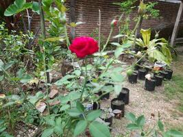 Red rose in the garden. Red rose in the garden. photo