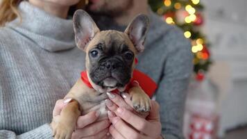 Funny french bulldog puppy sitting in womans hands video