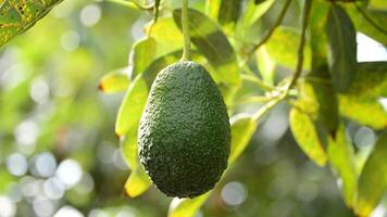 Harvesting avocado fruit manually video