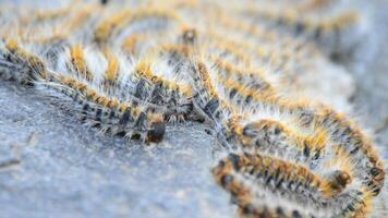 Row of caterpillars processionary of pines tree, detail. Thaumetopoea pityocampa video