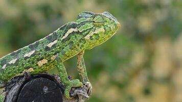 Green common chameleon looking around video