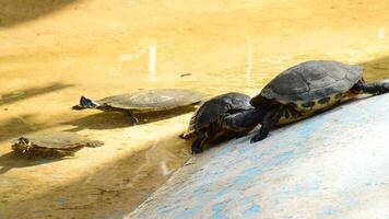 Turtle entering the water to swim video