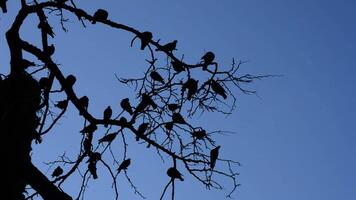 silhouettes de colombes ou pigeons dans branches de une arbre avec bleu ciel video