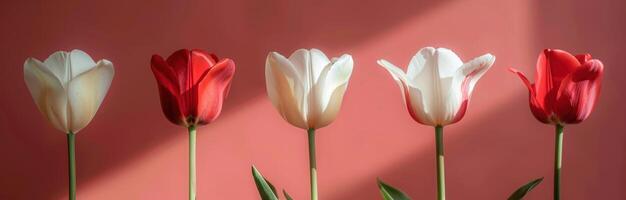 AI generated white and red tulips on pink background photo