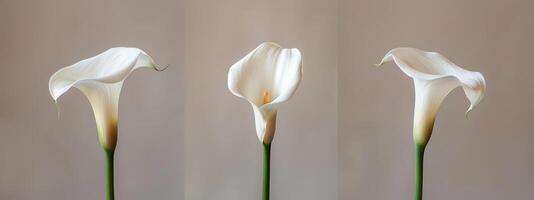 AI generated three big white calla lilies in portrait photo