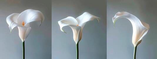 AI generated three big white calla lilies in portrait photo