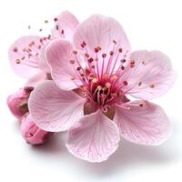 AI generated Cherry blossom flower isolated on white background photo