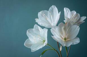 AI generated white flowers on the background on this blue backdrop photo