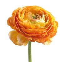 AI generated Orange Ranunculus flower isolated on white background photo