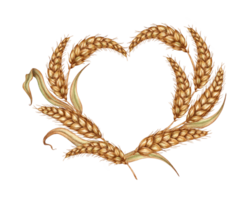 waterverf illustratie van een hartvormig kader gemaakt van gouden rijp oren van tarwe. kader van kolven geïsoleerd. voor menu's, spandoeken, poster afdrukken, recepten, etiketten, verpakking ontwerp. png