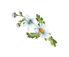 White daisies isolated. Freehand watercolor drawing, botanical illustration. Great pattern for kitchen, home decor, stationery, wedding invitations and clothing printing. png