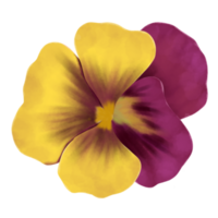 pansy flower watercolor png