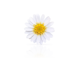 Beautiful white daisy with reflection PNG transparent