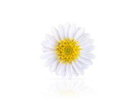 skön vit daisy med reflexion png transparent