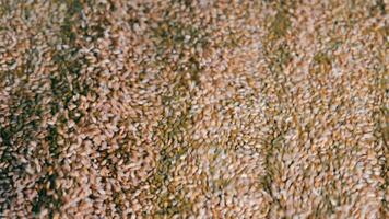 Grain Processing in a Silo, Textural view of processed grains cascading in a silo. video