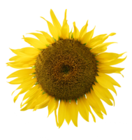 Flower sunflower PNG