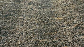 Dry Grass and Soil Texture, Overhead view of dry, tangled grass and soil, creating a natural pattern. video