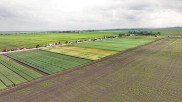 aéreo ver de agrícola campo pruebas, variado cosecha juicios en un agrícola campo con maquinaria y asistentes video