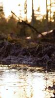 a muddy forest with trees and water video