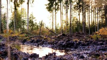 uma turvar floresta com árvores e água video