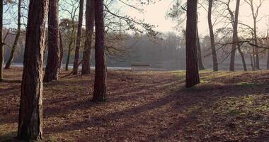 luce del sole brilla attraverso alberi su un' foresta video