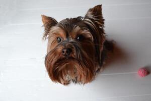 Yorkshire terrier on the white background. photo