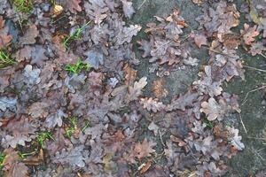 Oak tree leaves in the forest. Autumn-winter seasons photo