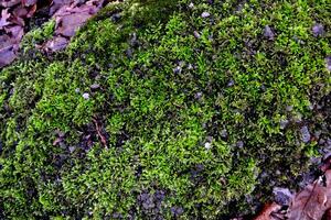 Moss texture. The stone is covered with moss photo