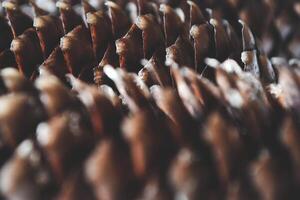 The fir cone close up. Natural texture. photo