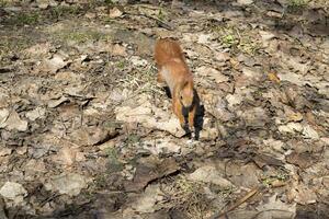 Cute red squirrel runs on the ground in a forest. photo