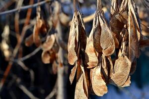 Dried leaves macro shot. Natural pattern. photo