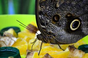 Beautiful butterfly on a green leaves. Tropical wildlife. Beautiful insects. Beauty of nature. Macro nature. photo